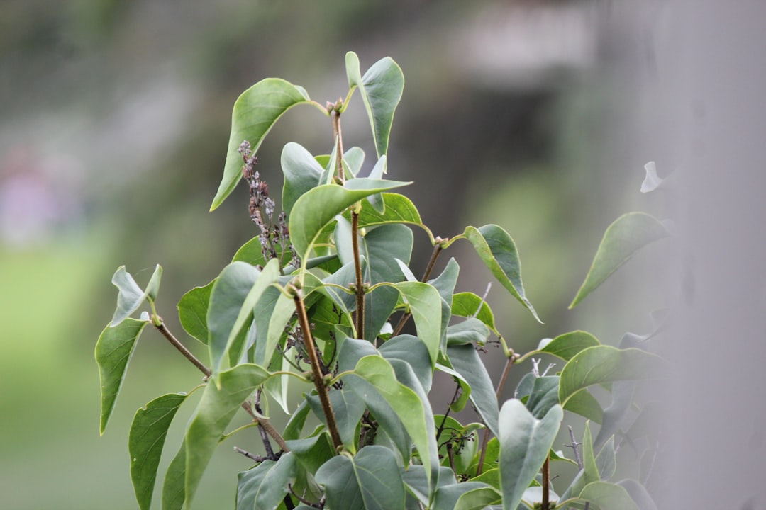 Frischer Duft und vielseitige Anwendung: Eukalyptus fasziniert
