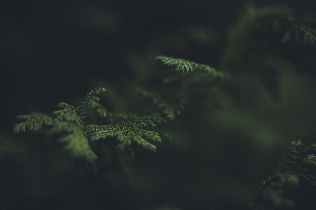 Farbenfrohe Gartenträume: Zinnien aussäen leicht gemacht