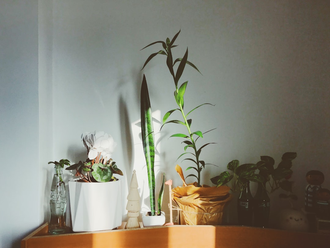 Alte Zinkwanne bepflanzen: Aus alt wird grün – so geht’s ganz einfach