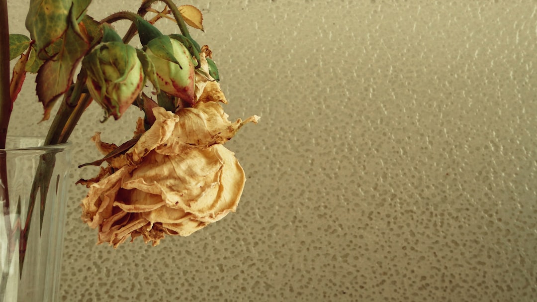 Kletterspaß im eigenen Garten: Gurken Rankhilfe selber bauen leicht gemacht