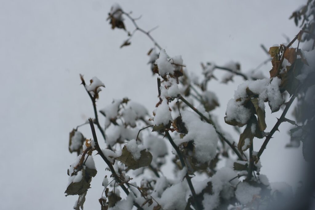 Wintersteckzwiebeln richtig tief stecken für eine starke Ernte