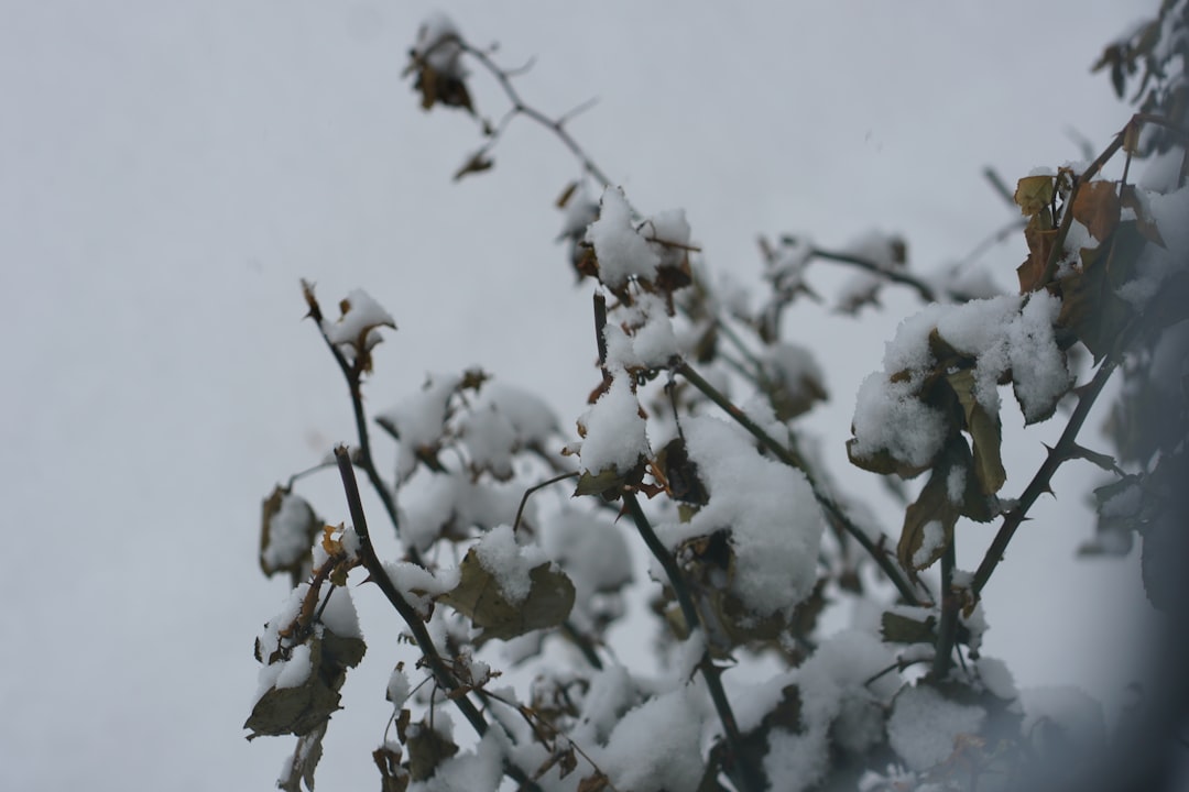 Wintersteckzwiebeln richtig tief stecken für eine starke Ernte