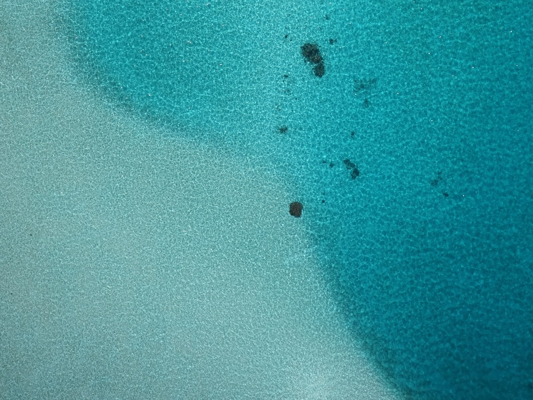 Zitronenmelisse: Entspannung und Frische aus dem Garten