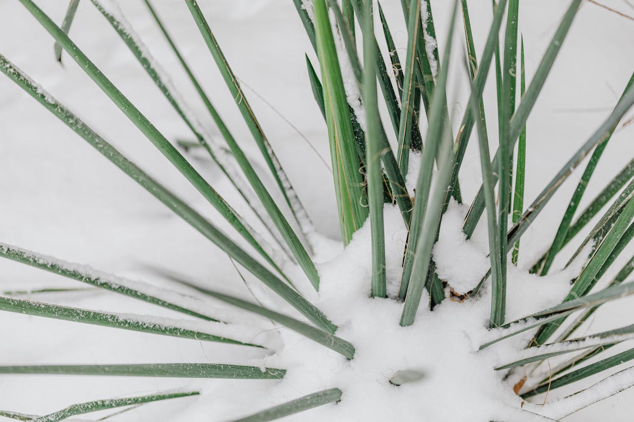 Winterharte Pflanzen: Bunte Gärten auch bei Frost und Schnee